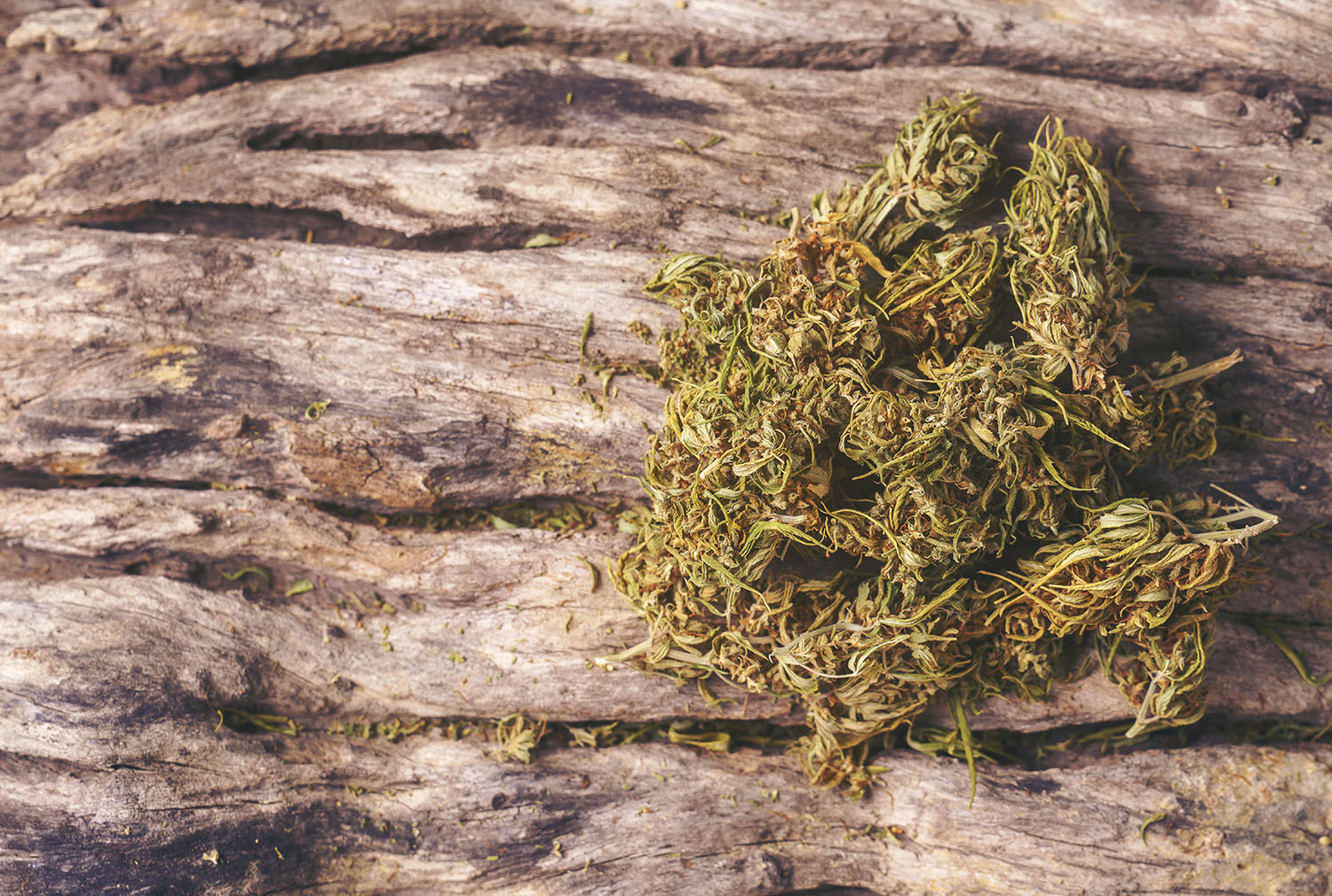 dried-cannabis-medical-marijuana
